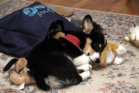 The pembroke welsh corgi, one of two corgi breeds, was first recognized as the smallest of the american kennel club's herding group in 1934. Pembroke Welsh Corgi Puppies For Sale | South Carolina 9 ...