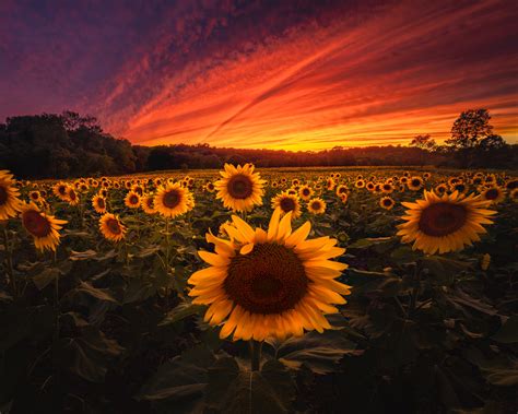 Sunflower Field 5k Hd Nature 4k Wallpapers Images Backgrounds