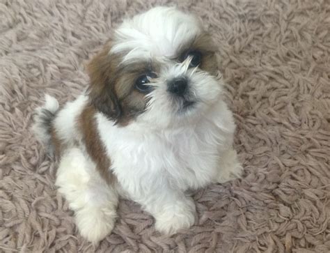 Check spelling or type a new query. SHIH TZU PUPPIES (8 WEEKS OLD READY NOW) | Shrewsbury ...