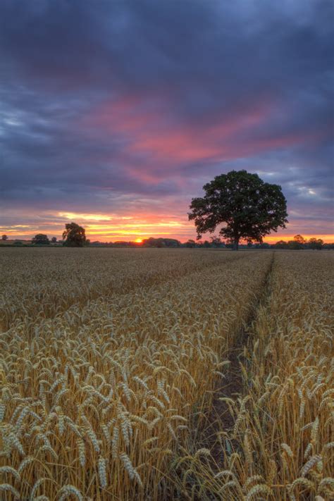 Peter Hulance Landscape Photography Wheat Field At Sunrise