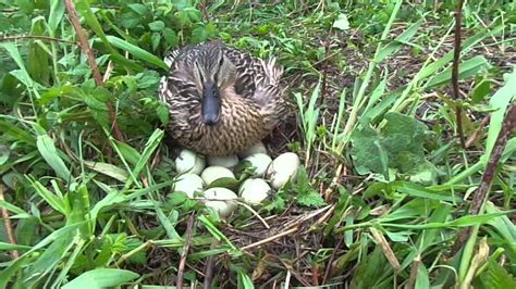 Mallard Duck Nesting