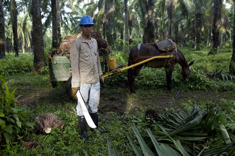 Palm Tree Oil Plantations In Gabon Create Rural Jobs
