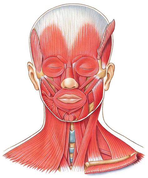 Axial Muscles Head And Neck Anterior View Diagram Quizlet