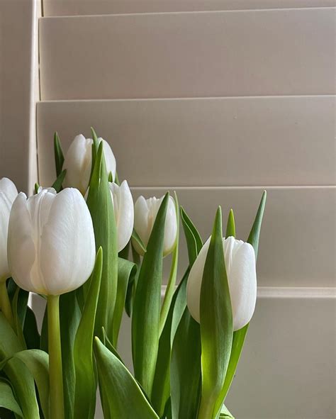 White Tulip Aesthetic Vibe Home Decor Soft Green Trend Spring Bloom
