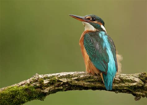 Female Common Kingfisher Alcedo Atthis By Jonathan Lewis