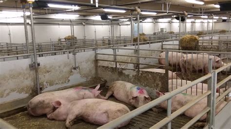 Modern Danish Pig Farm Søren Andersen Youtube