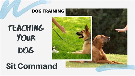 Dog Training Teaching Your Dog The Sit Command Youtube
