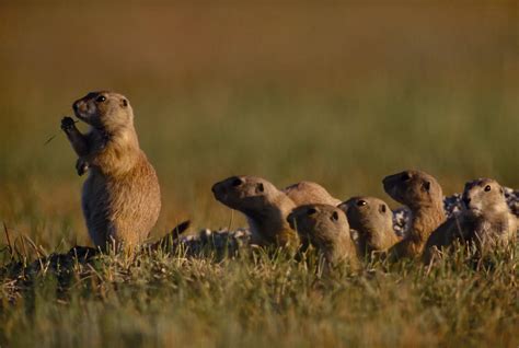 Are There Prairie Dogs In Arizona