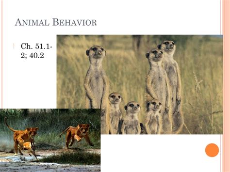 Ppt Animal Behavior Powerpoint Presentation Free Download Id8903762