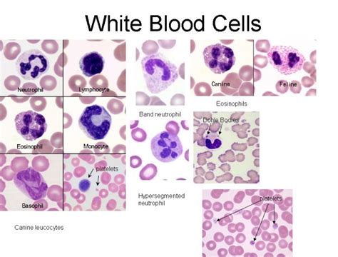 Identify White Blood Cells Hot Sex Picture
