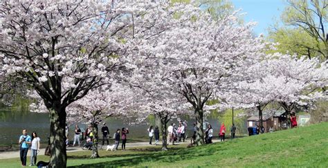 Toronto's High Park to close tomorrow for duration of cherry blossom ...