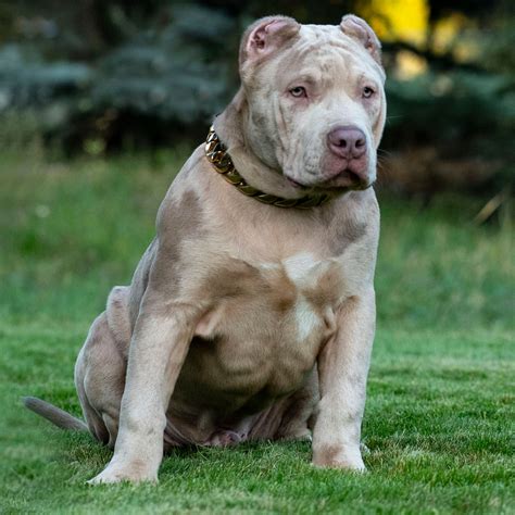 We produce the best xl american bully puppies in the world. XXL Biggest Pitbulls Bully Breeder Merle Puppies for sale Extreem structure