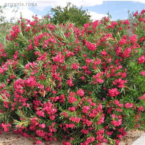 Oleander Red Nerium Dwarf Flowering Plant