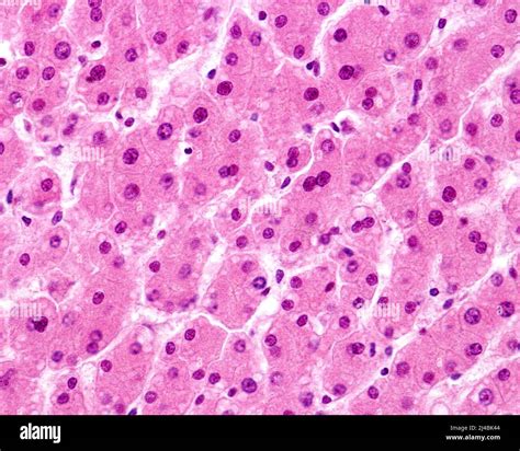 Human Liver Light Micrograph Stock Photo Alamy