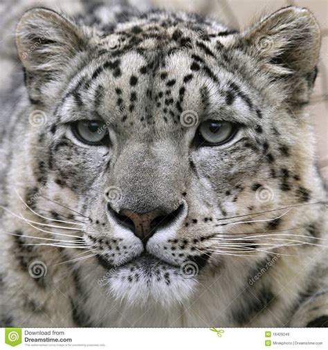 Snow Leopards Portrait Stock Image Image Of Face Teeth
