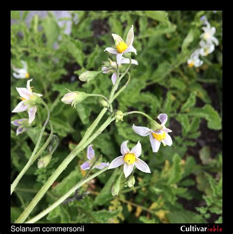 Solanum Commersonii How To Grow Wild Potatoes Cultivariable