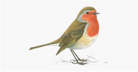 Clipart Robin Bird 10 Free Cliparts Download Images On Clipground 2023