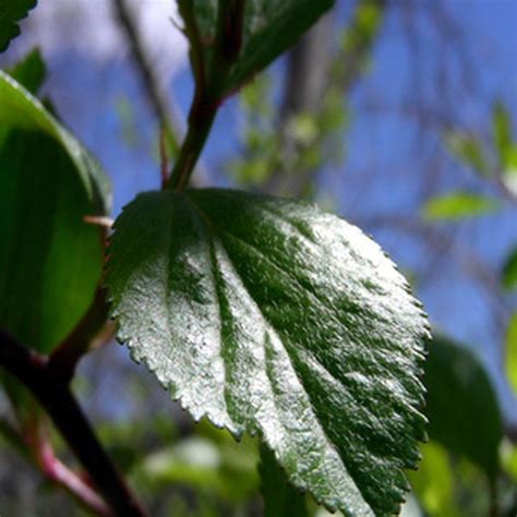 How do cells get energy when what's released when cells respire without oxygen? Cellular Respiration in Plants | Sciencing