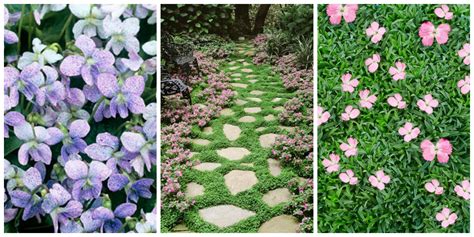 11 Best Ground Cover Flowers And Plants Low Growing