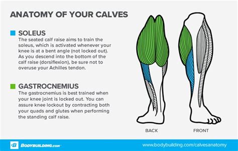 Ask The Muscle Doc Is Calf Development Purely A Function Of Genetics