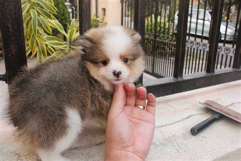 The bi black allele is recessive, which makes it the least common sheltie color. LovelyPuppy: Mini Shetland Sheepdog Puppy