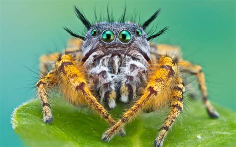 Animals Insects Spider Face Eyes Creepy Spooky Legs Alien Wallpaper