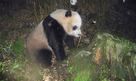 A Peek At Pandas In Their Remote Mountain Habitat Stories Wwf