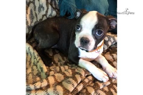 *for your convenience we do our best keep our website as current and accurate as possible. Miss Elly : Boston Terrier puppy for sale near Chicago, Illinois. | af6a86fc-9fb1