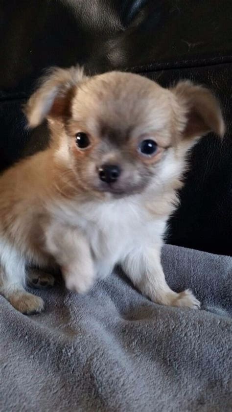 33 Long Haired Female Chihuahua Puppies For Sale Image
