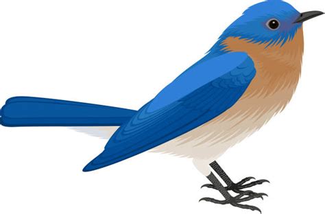 Bluebird Illustrations Royalty Free Vector Graphics And Clip Art Istock