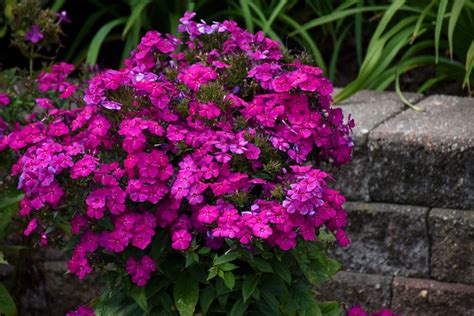 Proven Winners® Perennial Plants Page 2 Proven Winners Direct In 2022