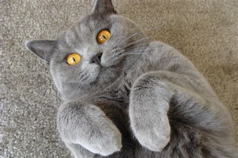 Rüyada kedi görmek ne anlama gelir? Rüyada kedi görmek neye işarettir?