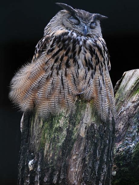 Eurasian Eagle Owl Pyrenees Biodiversity · Naturalista Mexico