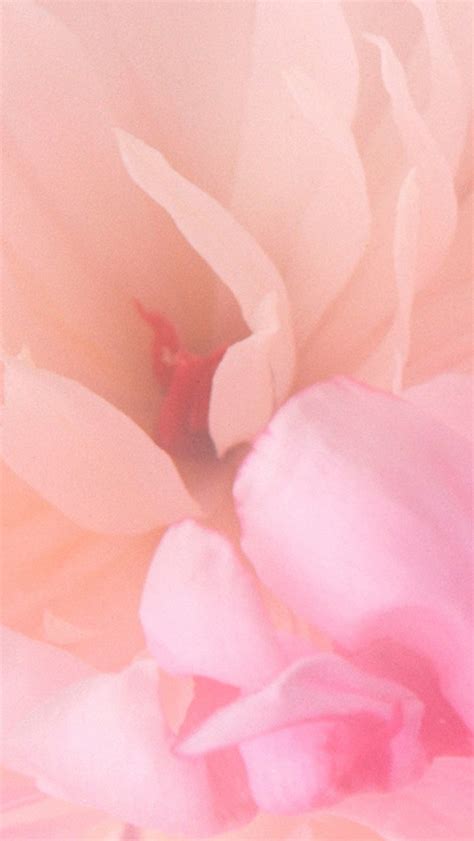 Blooming Pink Flower Iphone Wallpapers Free Download