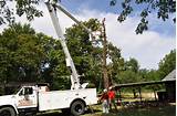 Images of Tree Service Company