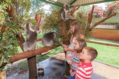 Koalas Caversham Wildlife Park Wildlife Park Koalas