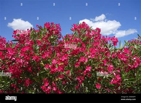 Flowering Oleander Oleander Flowering Oleanders Oleanders Stock