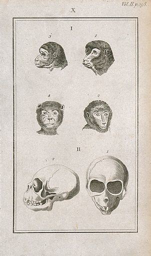 Apes Skulls Six Figures Showing Ape Heads And An Ape Free Public