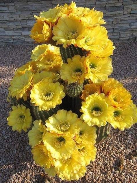 Cactus in feltro cuscino della suocera tagliato e realizzato totalmente a mano con fiore in feltro bianco e giallo. Pianta Grassa Fiori Gialli