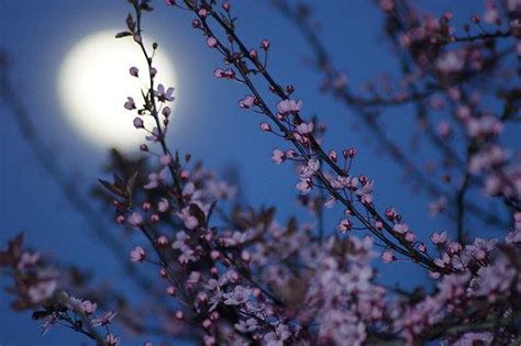 Amazing Moon And Cherry Blossoms