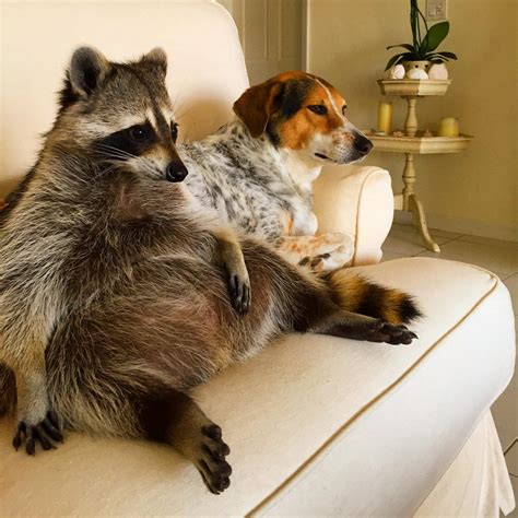 You Wont Believe Your Eyes This Rescued Raccoon Thinks Shes One Of