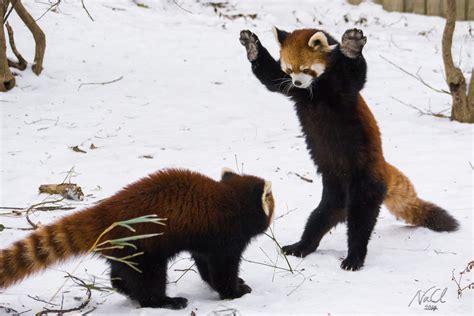 These Red Pandas Playing In The Snow Are Adorable