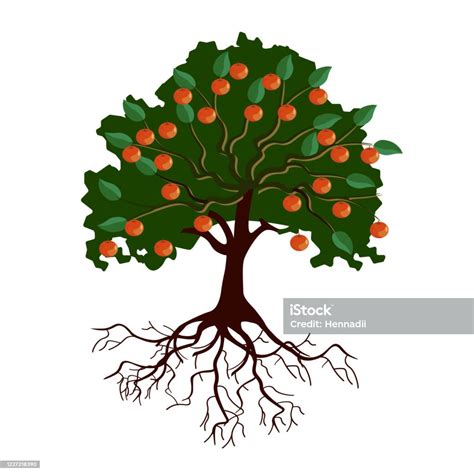 Big Apple Tree With Fruits And Roots Stock Illustration Download