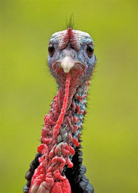 4 Fun Facts About Wild Turkeys You Probably Didnt Know Nature And