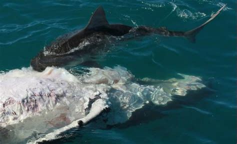 Sharks Attack Whale Calf Carcass As Tourists Watch Fraser Coast Chronicle