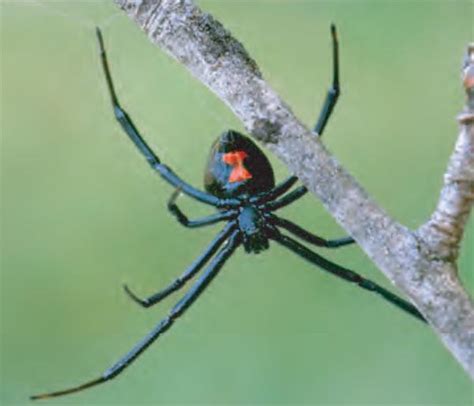 How is a black widow spider bite treated? Animal Facts: Black widow spider | Canadian Geographic