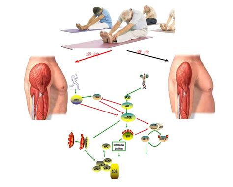 Check spelling or type a new query. SAN JUAN PRIMERO : SARCOPENIA