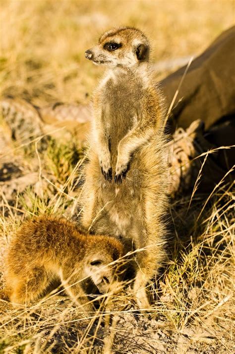 Two Meerkats In Botswana Stock Photo Image Of Cute 112053060