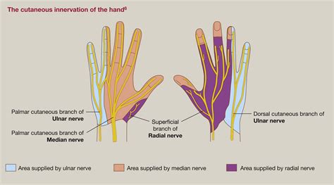 Peripheral Nerve Compression Syndromes Of The Upper Limb Surgery