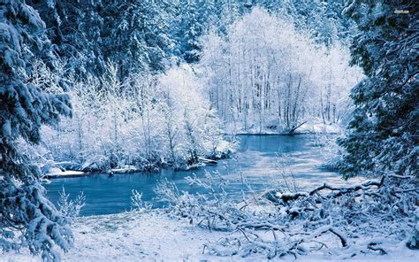 Download Icy Winter Forest Wallpaper And Image Pictures Photos By